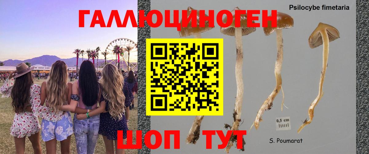 Волхов  Псилоцибиновые грибы Magic Shrooms  Вход с VPN 